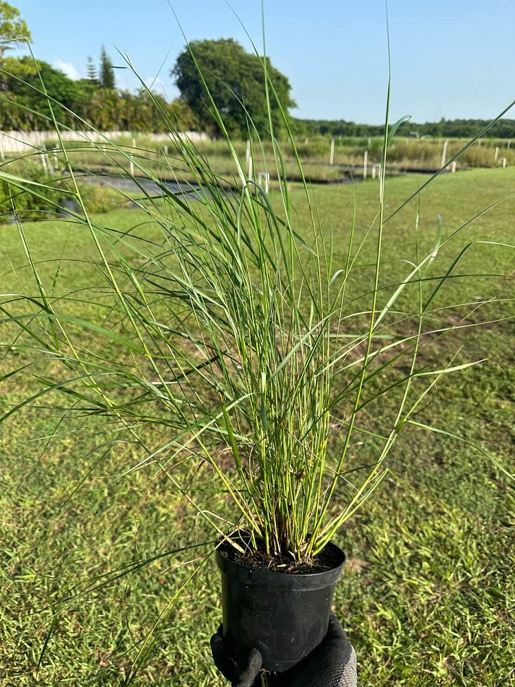 spartina-patens-saltmeadow-cordgrass