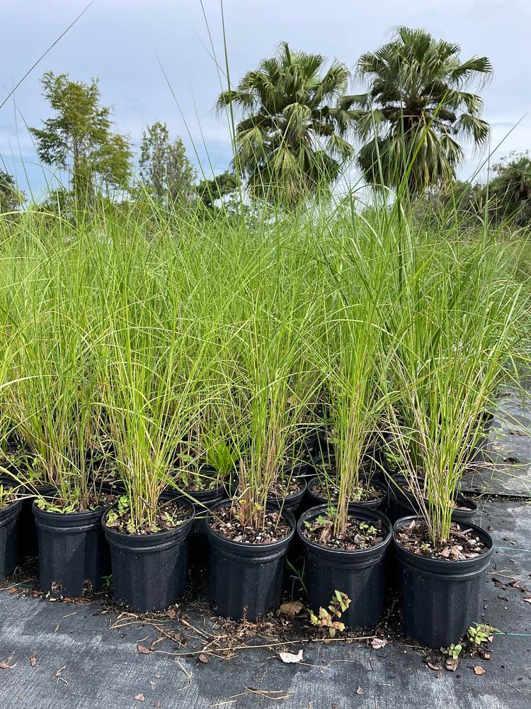 spartina-patens-saltmeadow-cordgrass