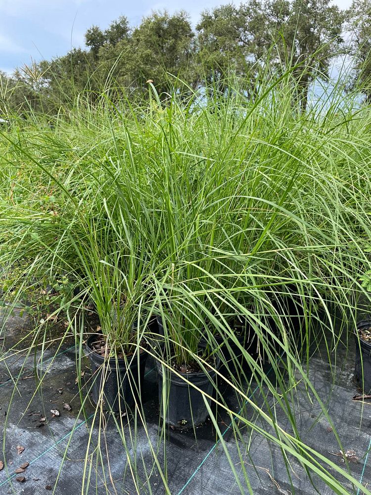 spartina-patens-saltmeadow-cordgrass