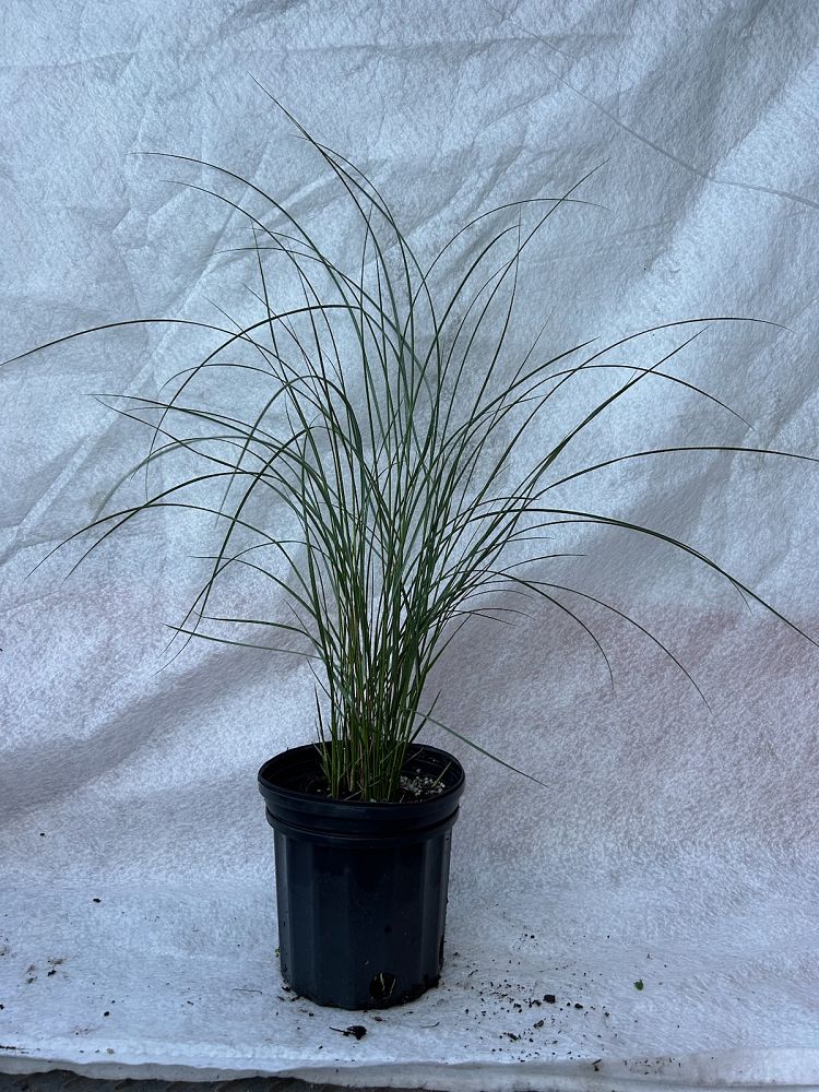 spartina-patens-saltmeadow-cordgrass