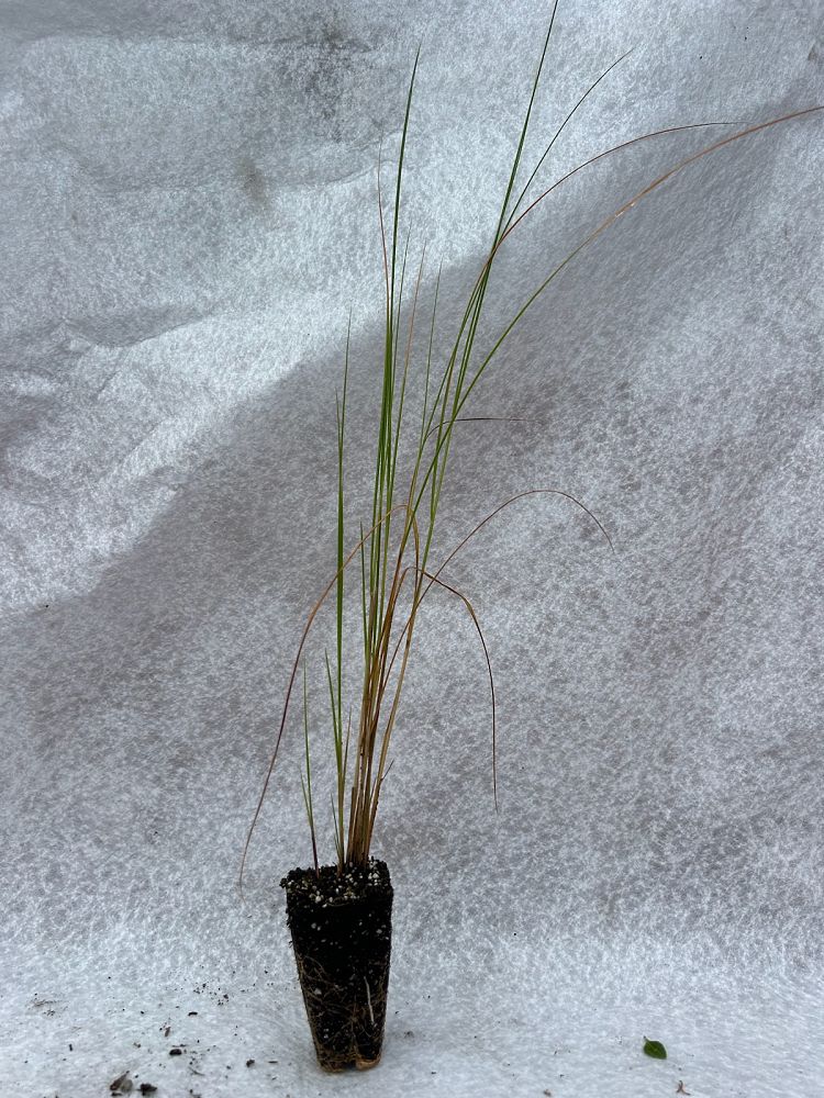 spartina-patens-saltmeadow-cordgrass