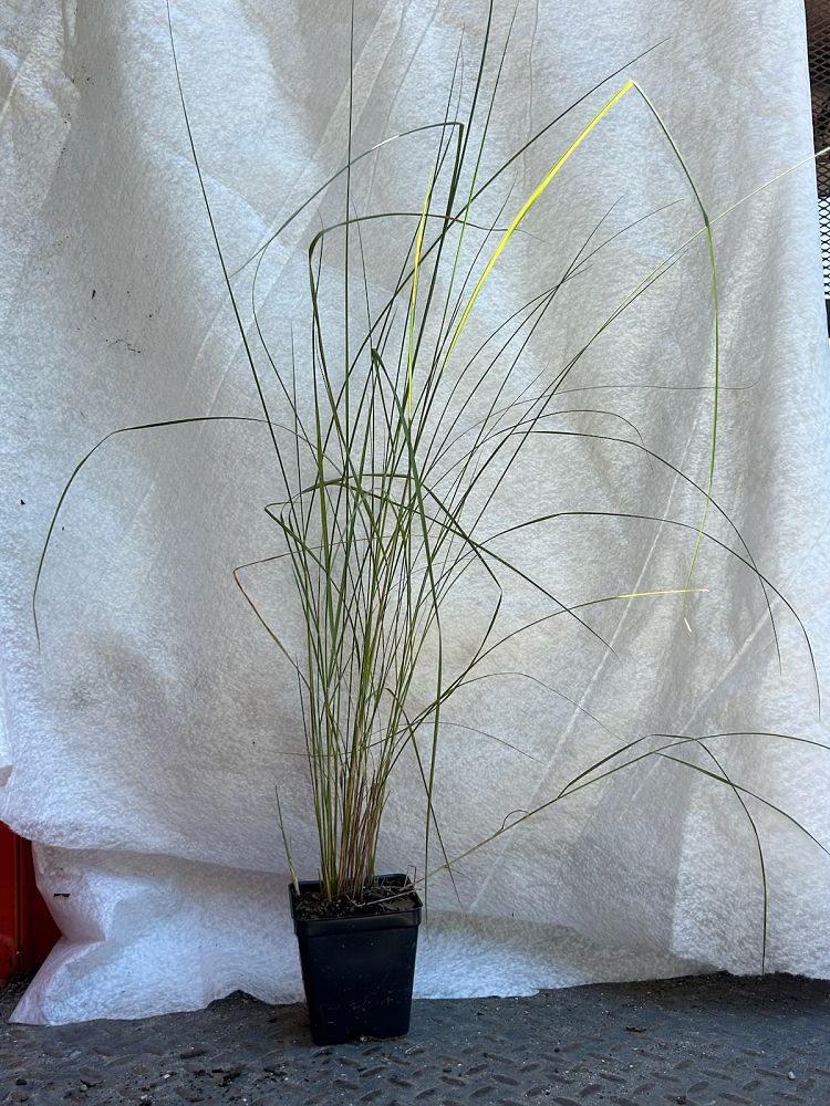 spartina-patens-saltmeadow-cordgrass