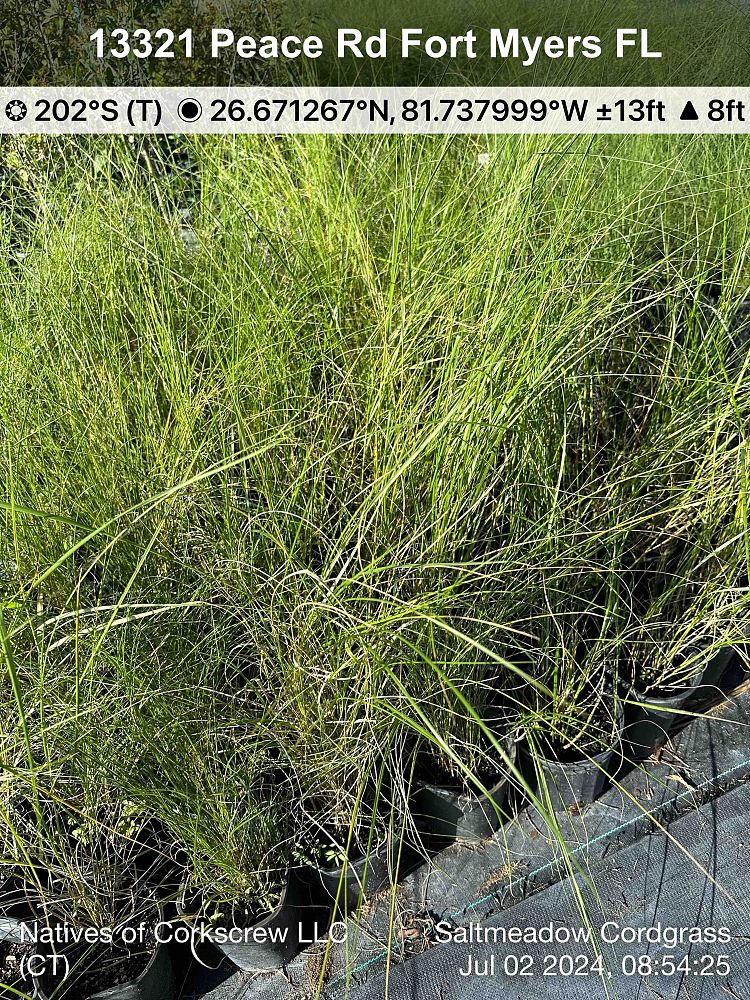 spartina-patens-saltmeadow-cordgrass