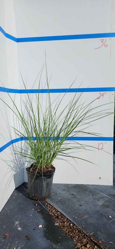 spartina-patens-saltmeadow-cordgrass
