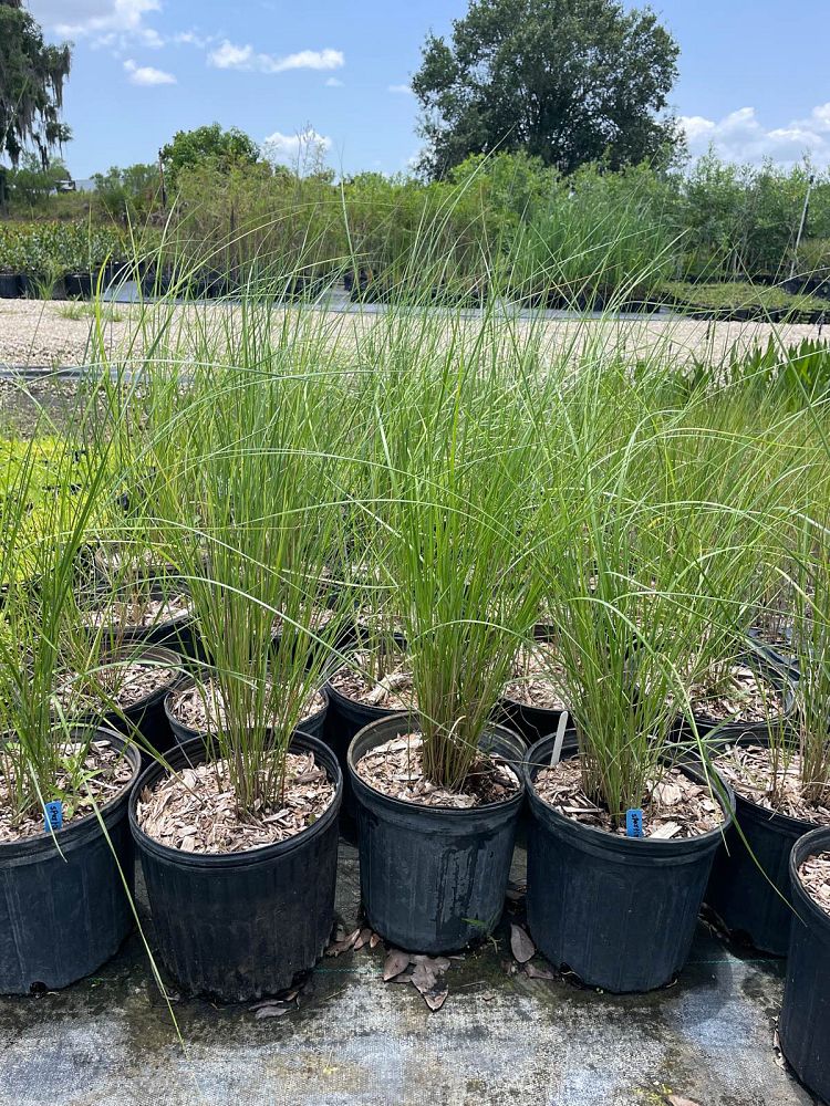 spartina-patens-saltmeadow-cordgrass