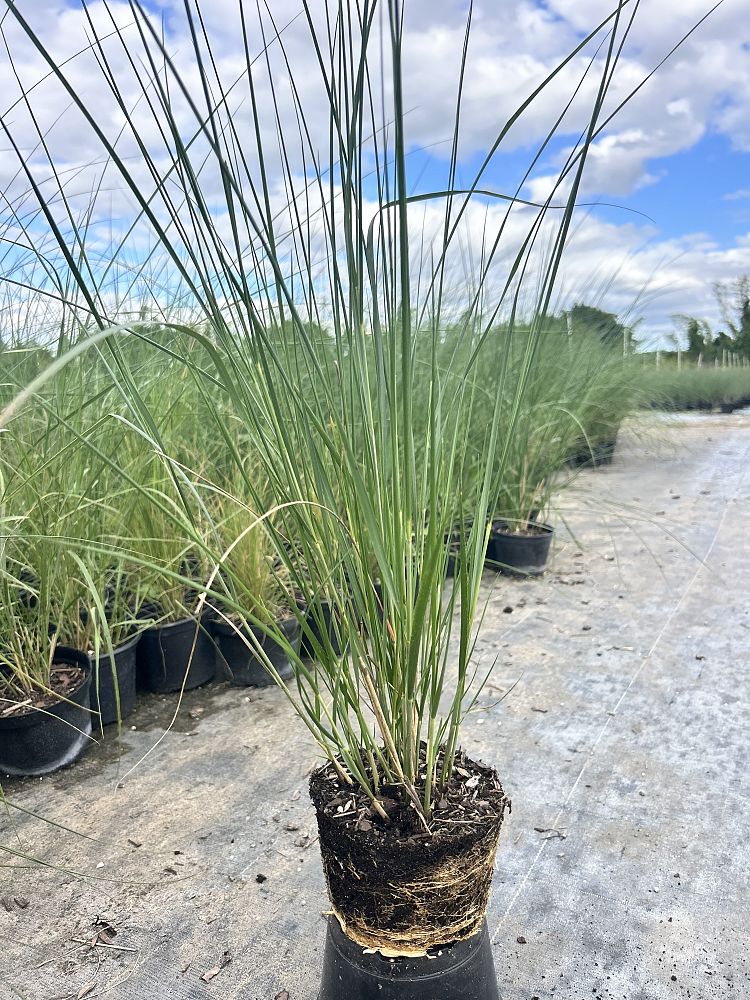 spartina-x-caespitosa-cordgrass