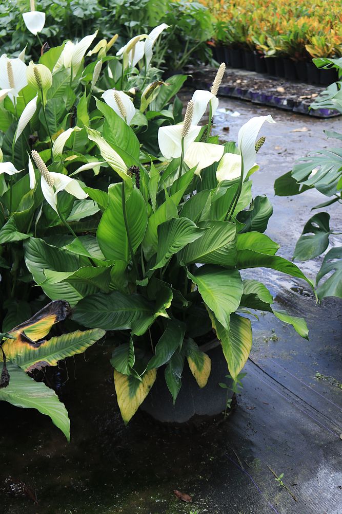 spathiphyllum-cochlearispathum-peace-lily-white-peace-lily-cupido-peace-lily