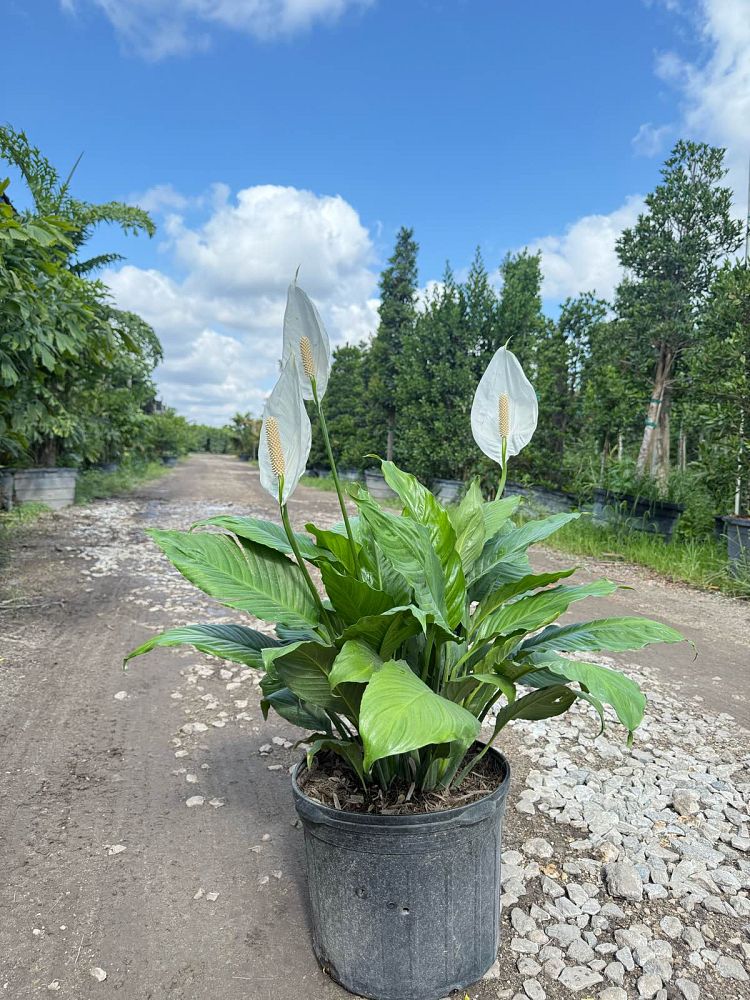 spathiphyllum-cochlearispathum-peace-lily-white-peace-lily-cupido-peace-lily