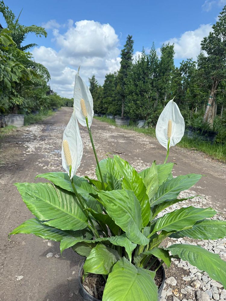 spathiphyllum-cochlearispathum-peace-lily-white-peace-lily-cupido-peace-lily