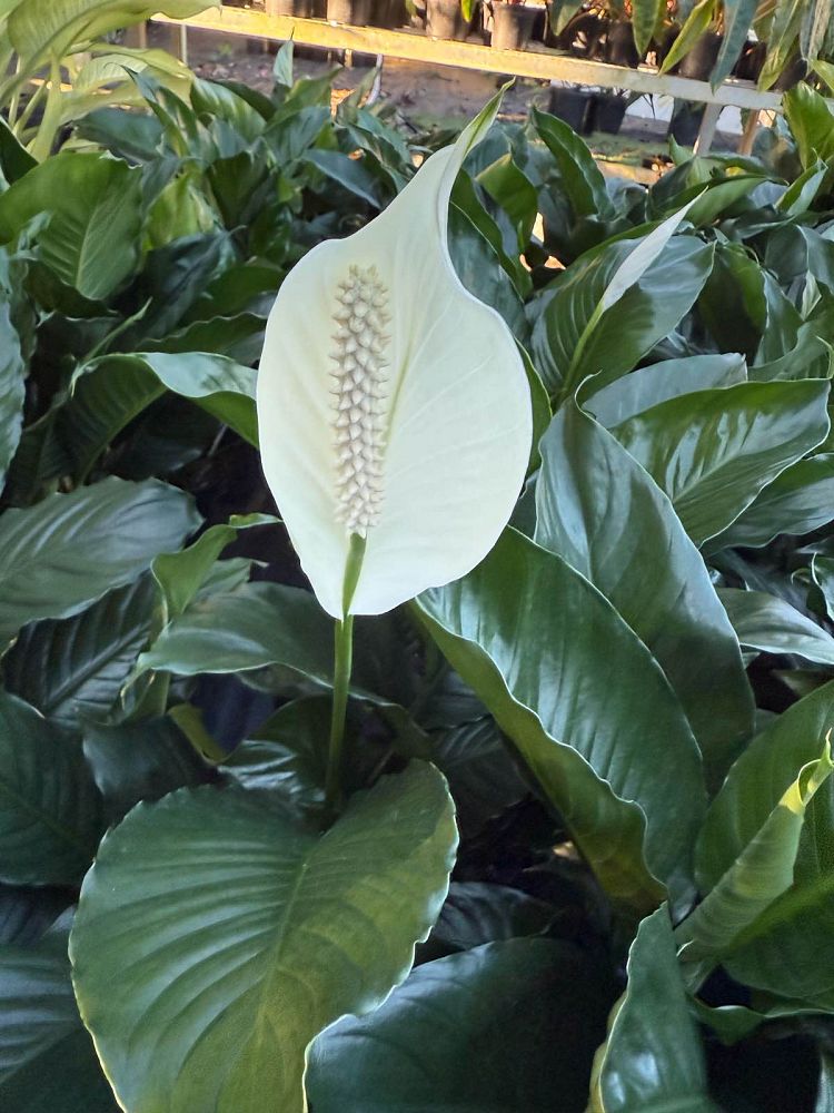 spathiphyllum-cochlearispathum-peace-lily-white-peace-lily-cupido-peace-lily