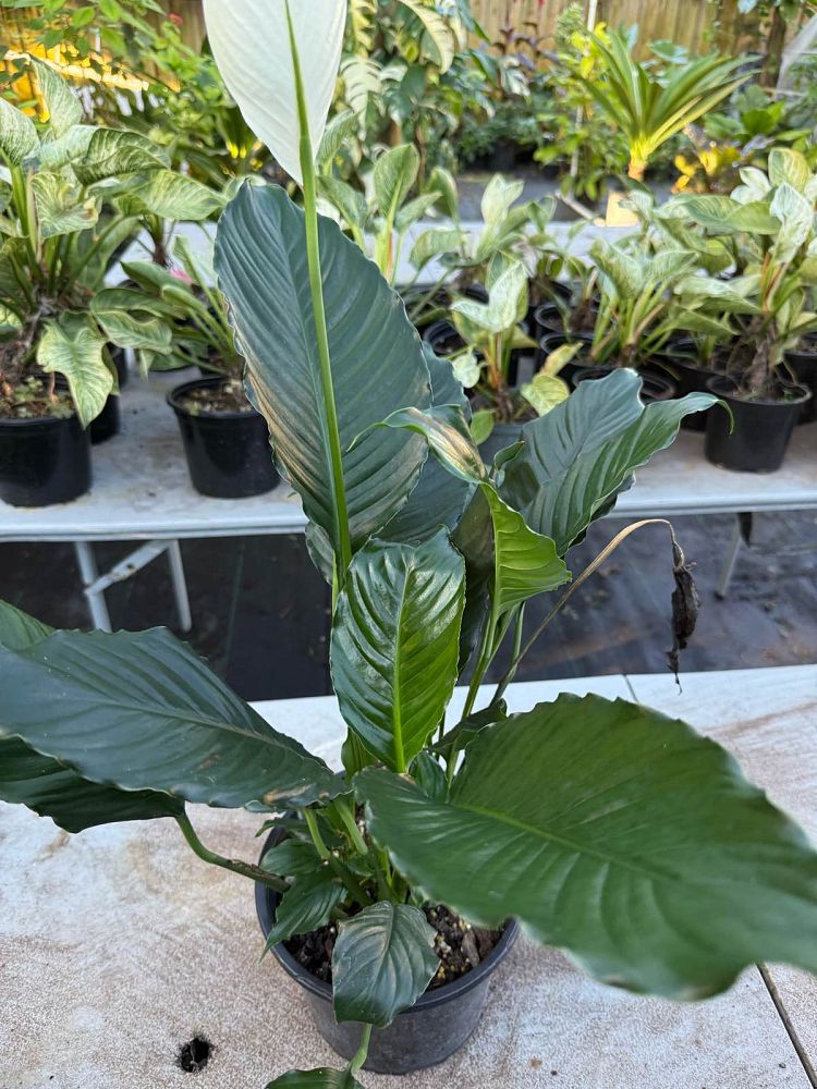 spathiphyllum-cochlearispathum-peace-lily-white-peace-lily-cupido-peace-lily