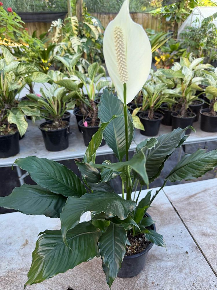 spathiphyllum-cochlearispathum-peace-lily-white-peace-lily-cupido-peace-lily