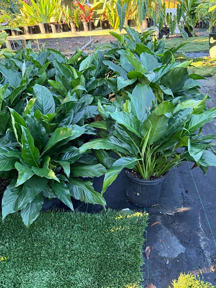spathiphyllum-cochlearispathum-peace-lily-white-peace-lily-cupido-peace-lily