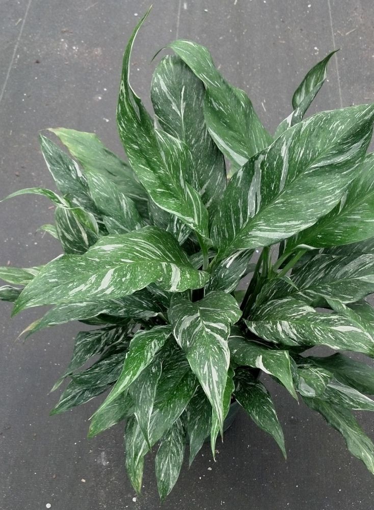 spathiphyllum-disco-peace-lily