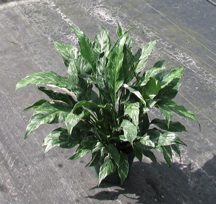 spathiphyllum-domino-peace-lily