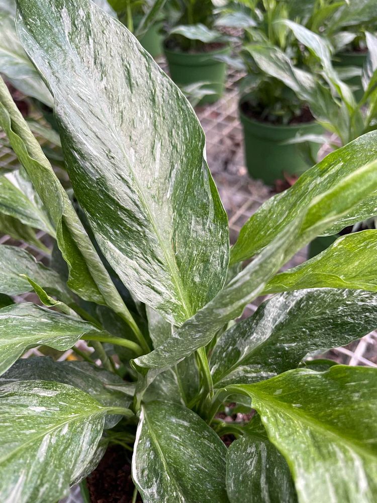 spathiphyllum-domino-peace-lily