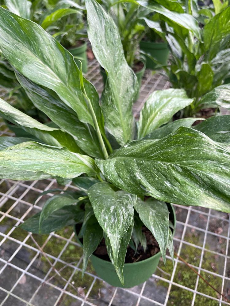 spathiphyllum-domino-peace-lily