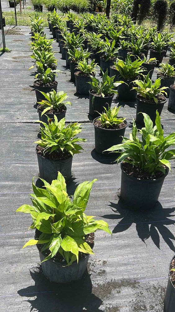 spathiphyllum-domino-peace-lily