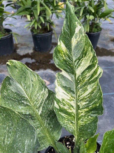 spathiphyllum-domino-peace-lily