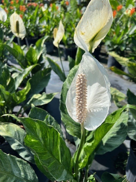 spathiphyllum-domino-peace-lily
