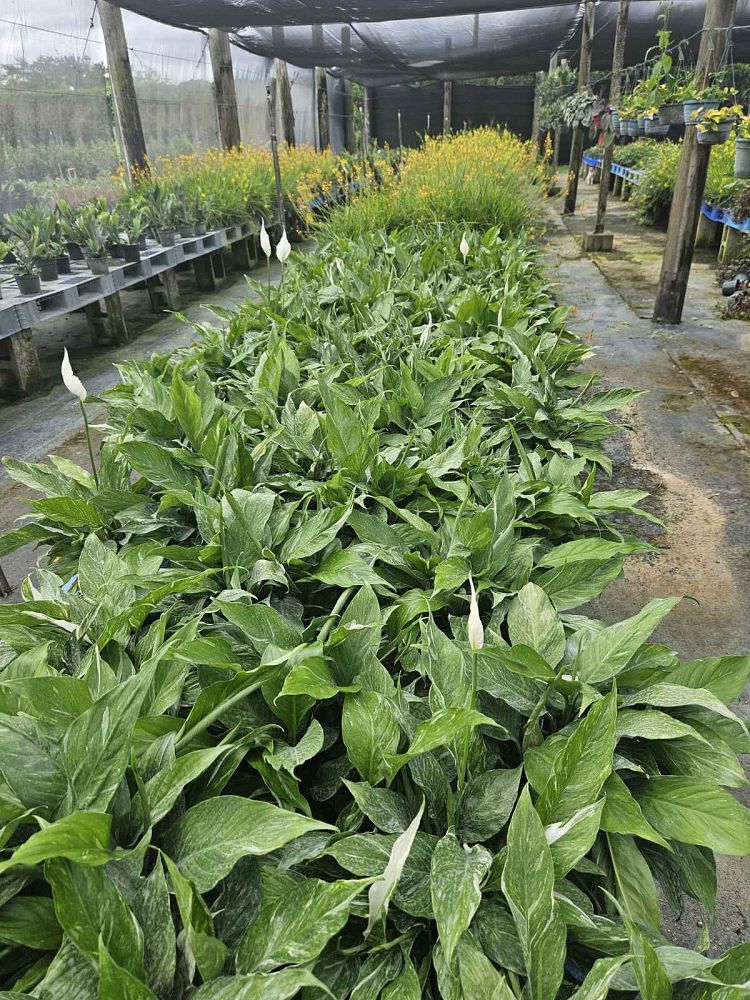 spathiphyllum-domino-peace-lily