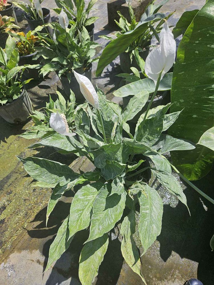 spathiphyllum-domino-peace-lily
