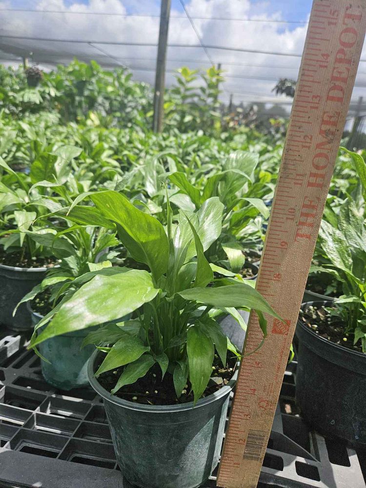 spathiphyllum-domino-peace-lily