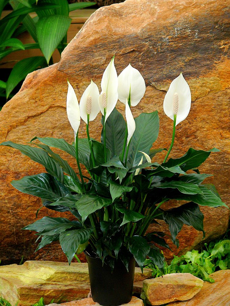 spathiphyllum-emerald-star-peace-lily