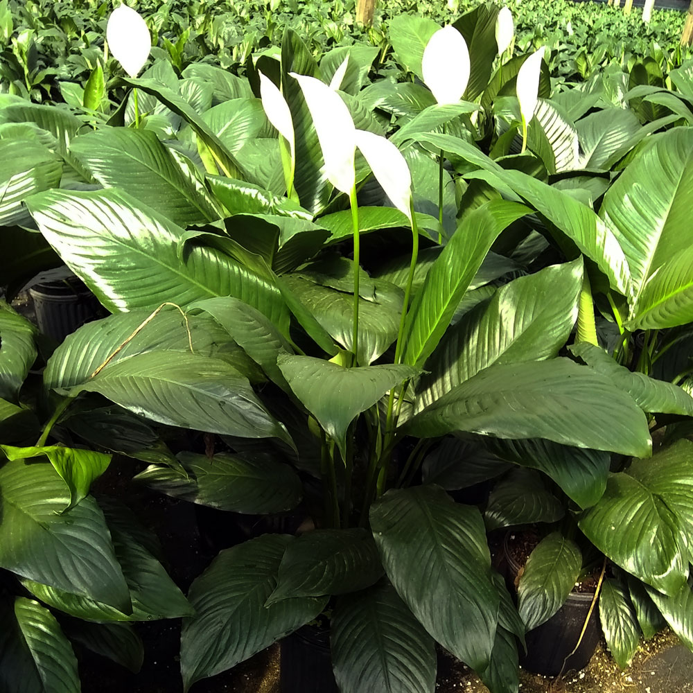 spathiphyllum-figaro-peace-lily