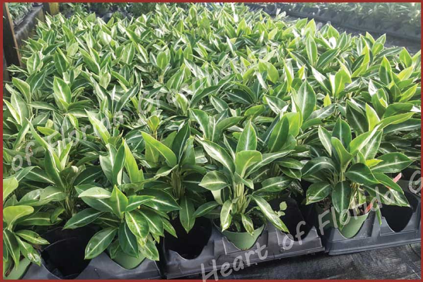 spathiphyllum-floribundum-mini-peace-lily