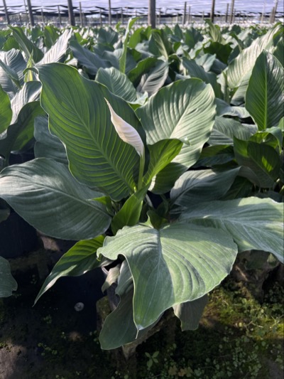 spathiphyllum-hybrid-large-leaf-peace-lily