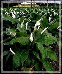 spathiphyllum-knockout-peace-lily