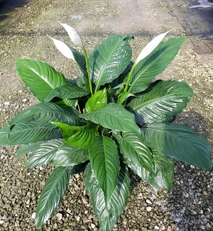 spathiphyllum-maracay-peace-lily