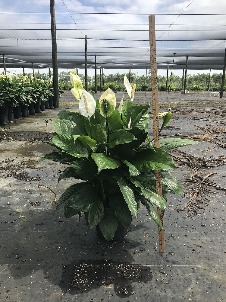 spathiphyllum-maracay-peace-lily