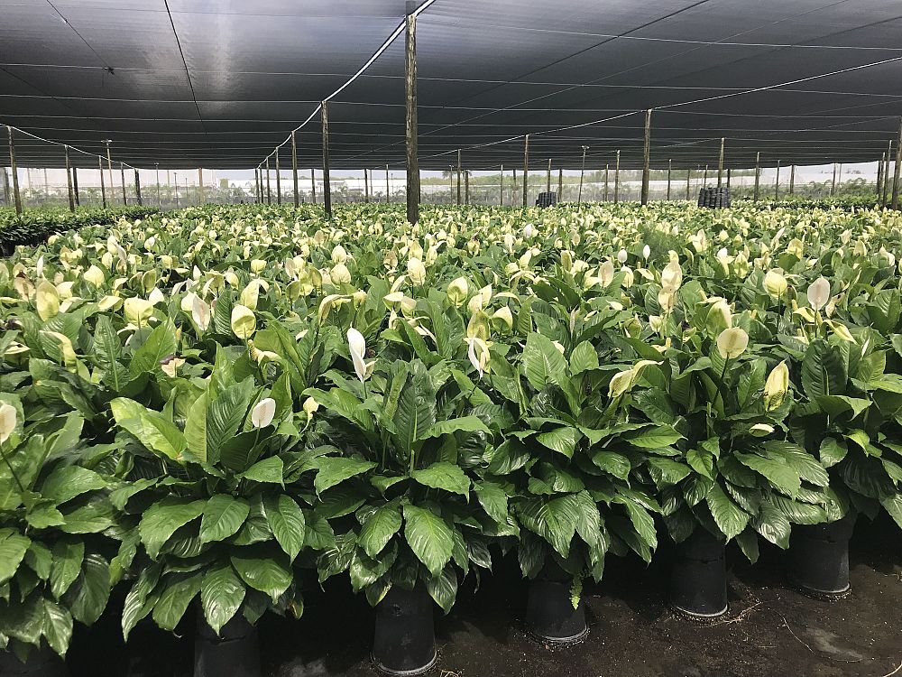 spathiphyllum-maracay-peace-lily