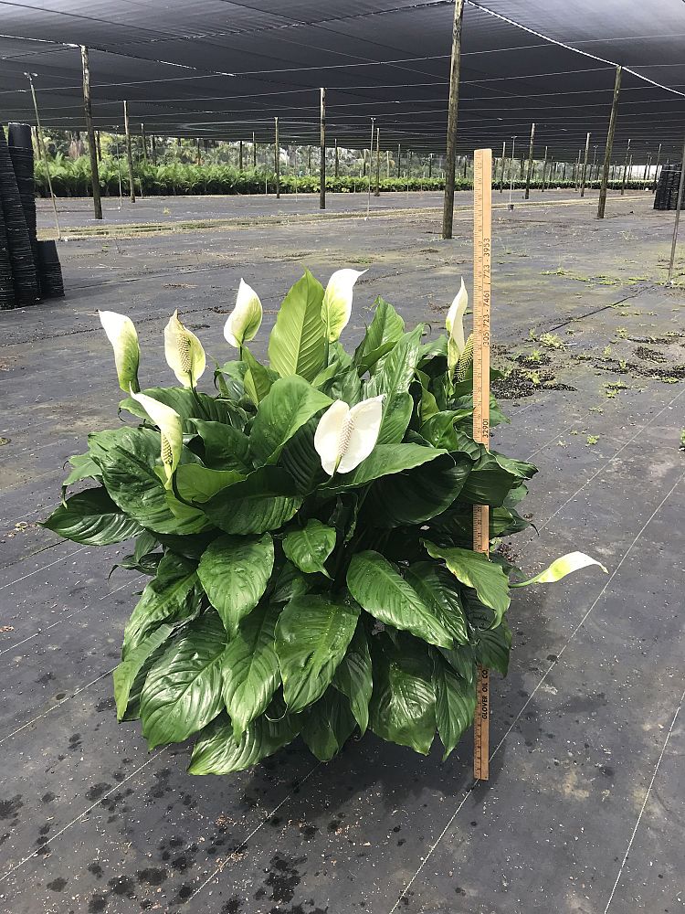 spathiphyllum-maracay-peace-lily