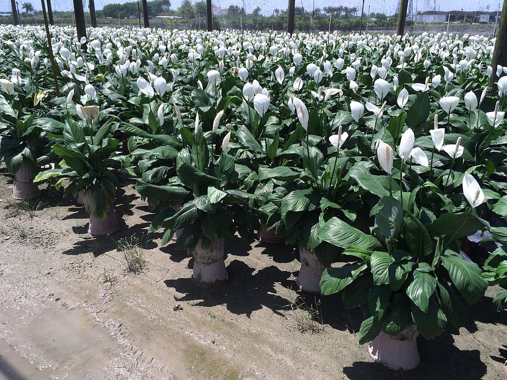 spathiphyllum-mauna-loa-supreme-peace-lily