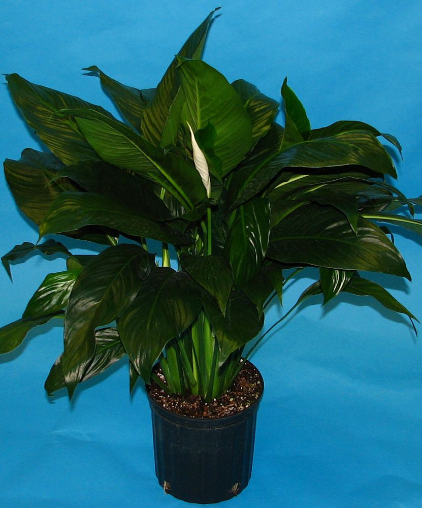 spathiphyllum-peace-lily