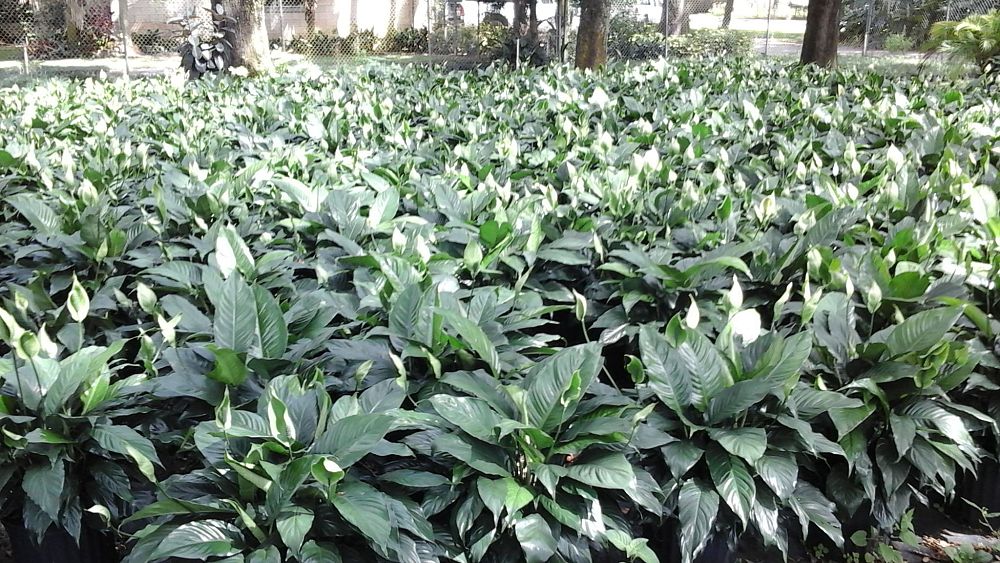 spathiphyllum-peace-lily