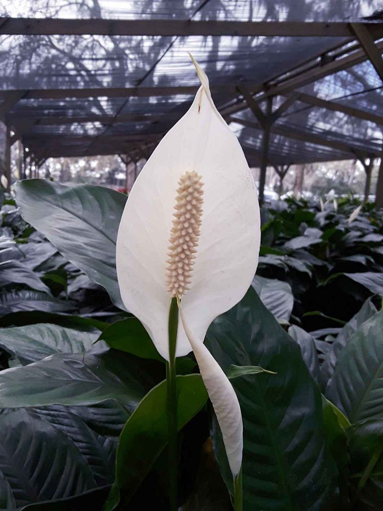 spathiphyllum-peace-lily
