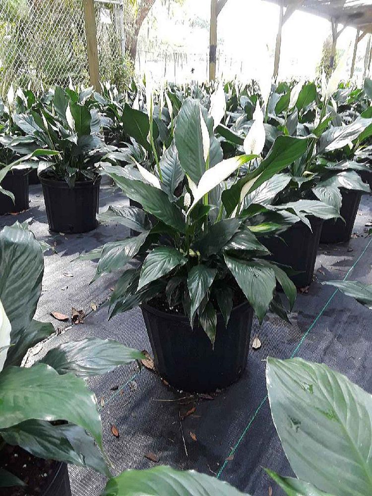 spathiphyllum-peace-lily