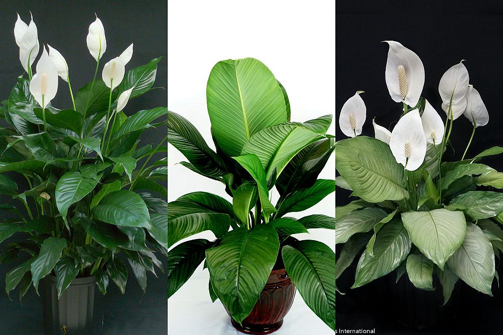 spathiphyllum-peace-lily