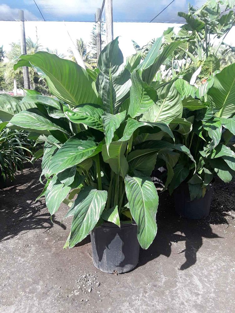 spathiphyllum-peace-lily