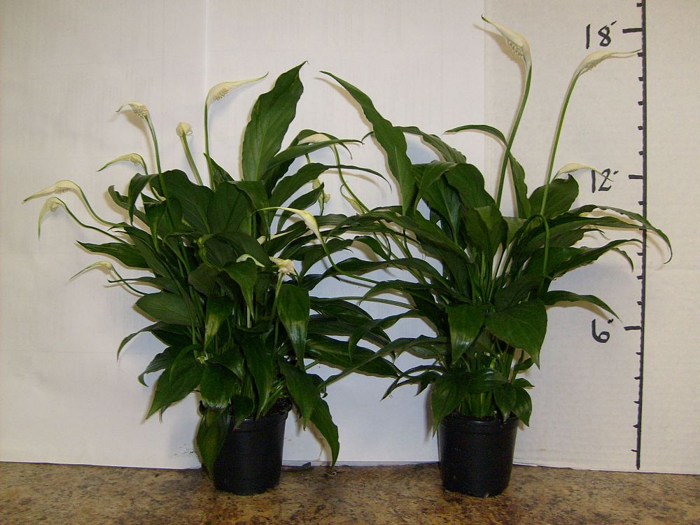 spathiphyllum-peace-lily