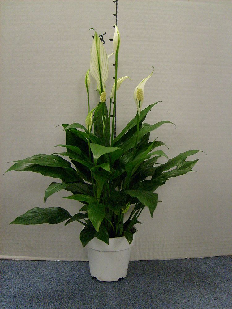 spathiphyllum-peace-lily