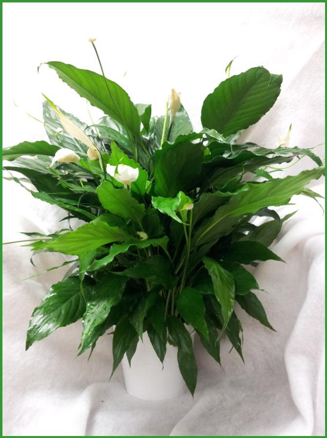 spathiphyllum-peace-lily