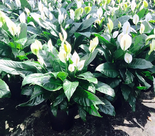 spathiphyllum-peace-lily