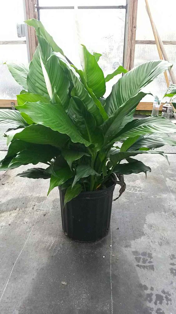spathiphyllum-peace-lily