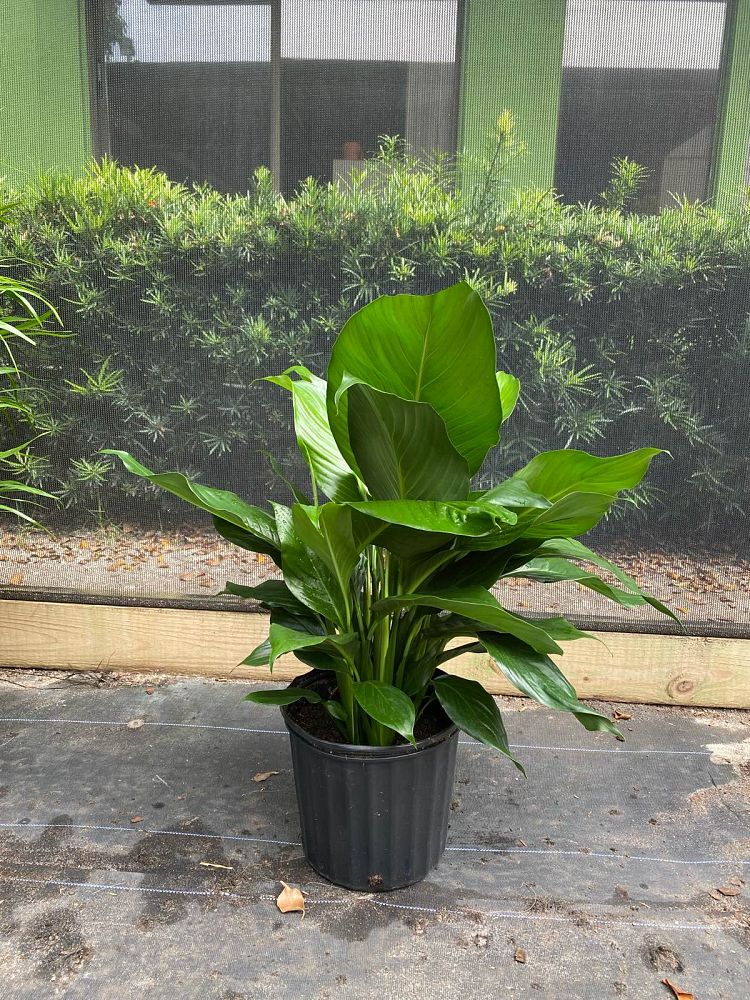 spathiphyllum-peace-lily