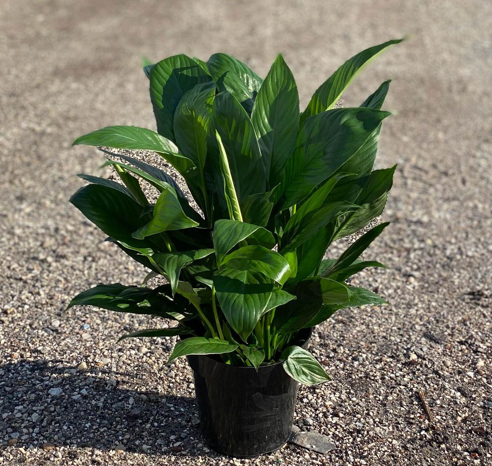 spathiphyllum-peace-lily